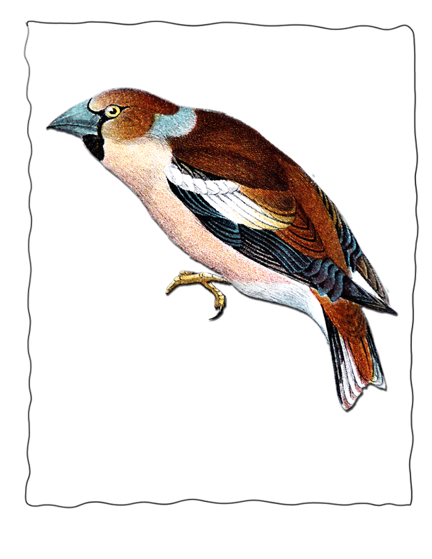 Bird Identification Poster Hawfinch , Echo's Bird Guide for ...