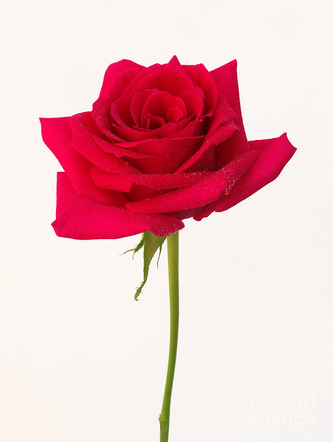 Single Red Rose by Rosemary Calvert - Single Red Rose Photograph ...