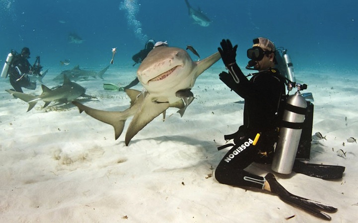 Smiling Shark Gives High-Five! - My Modern Met
