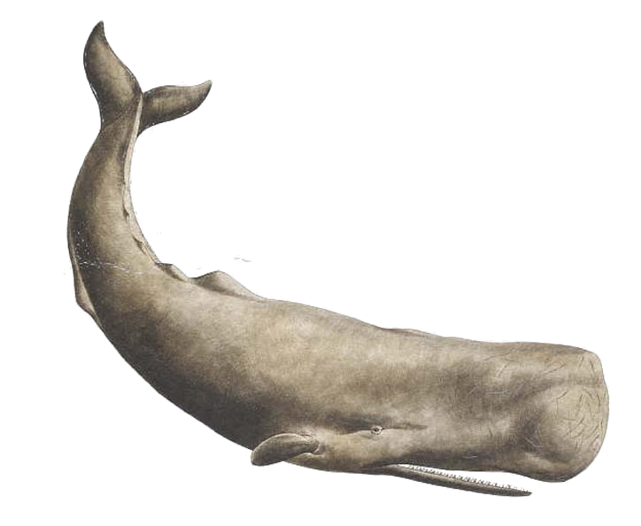 DeviantArt: More Like Fin Whale PNG by LG-Design
