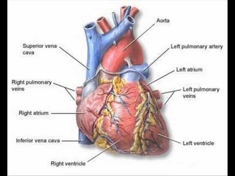HUMAN HEART 1 , HEALTH EDUCATION , INFECTION CONTROL (ICSP) , URDU ...