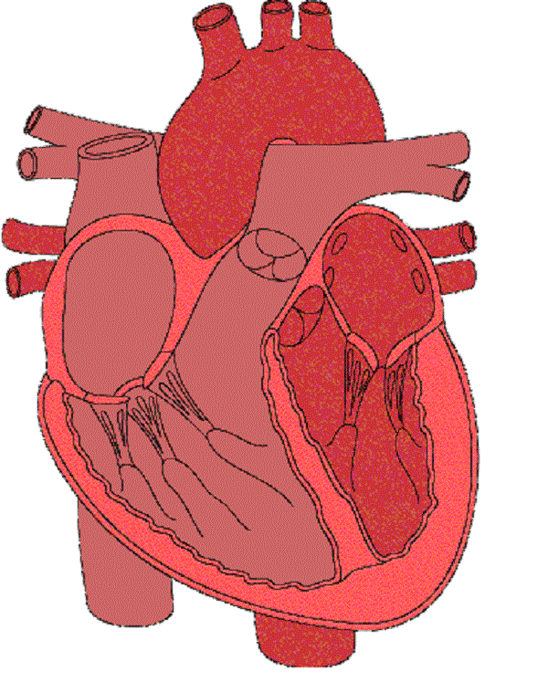 Images For - Human Heart Diagram Unlabeled