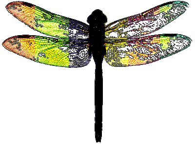 Cosmic Elestial Dragonfly Pendulum for Spirit Communication ...