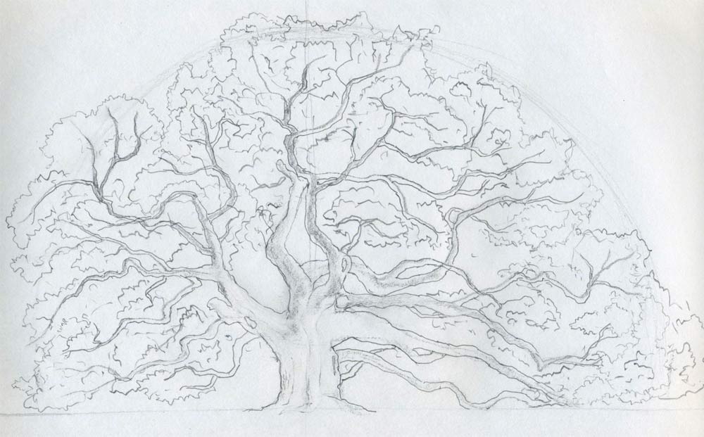 Draw An Oak Tree