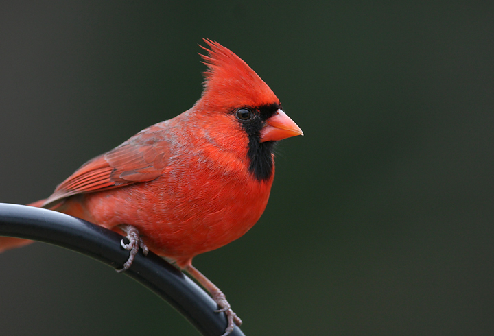 General Information about the Northern Cardinal- Cardinalis ...