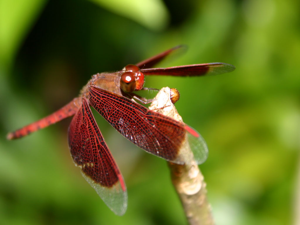 Article suggests dragonflies are the most effective predators in ...