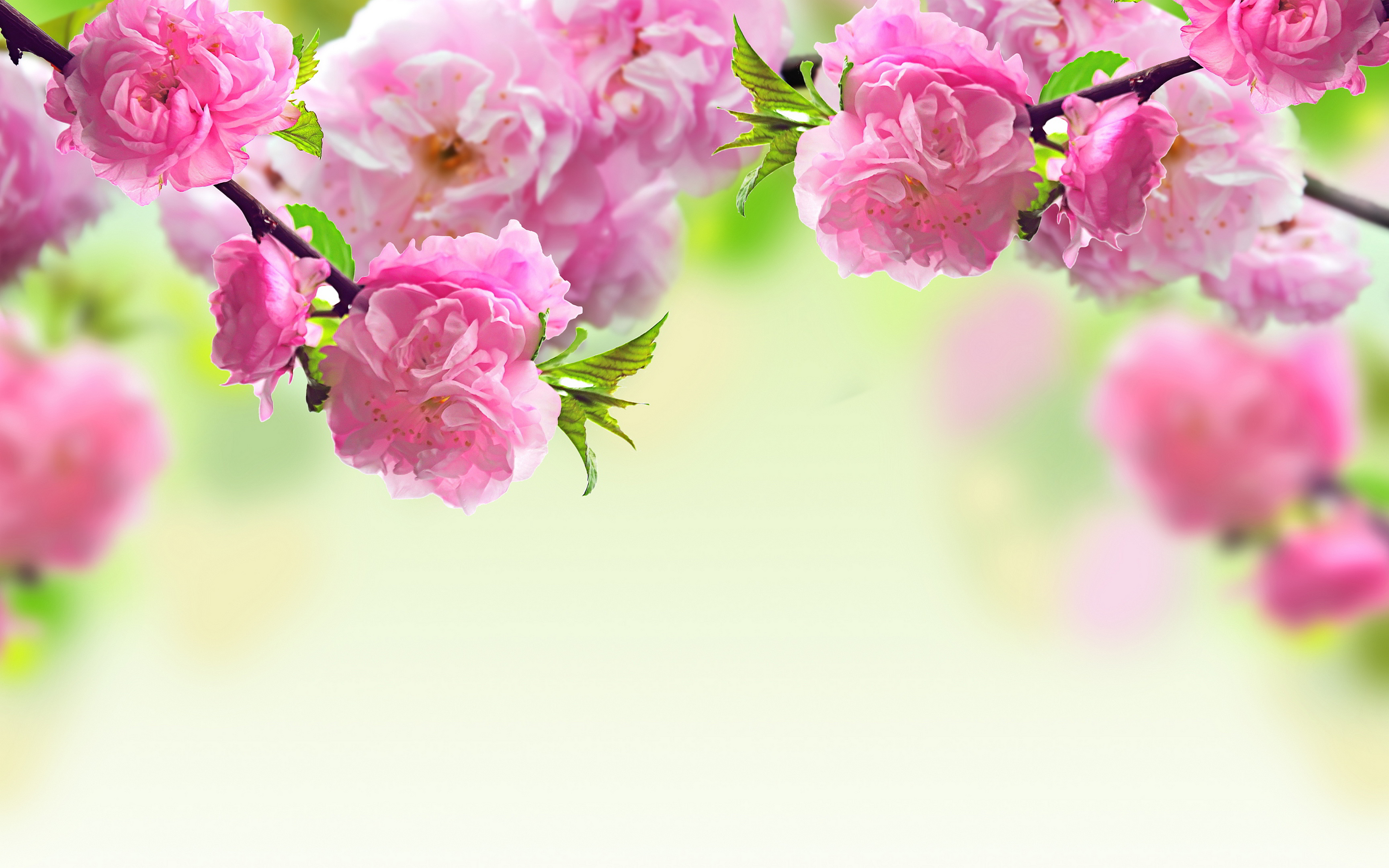 Spring flowers background Wallpapers | Pictures