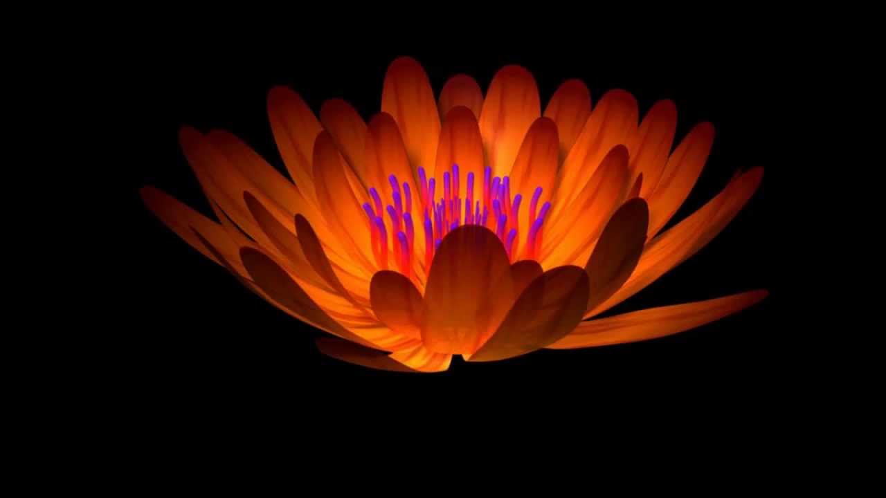 Dynamic Flower blooming animation with Maya - YouTube