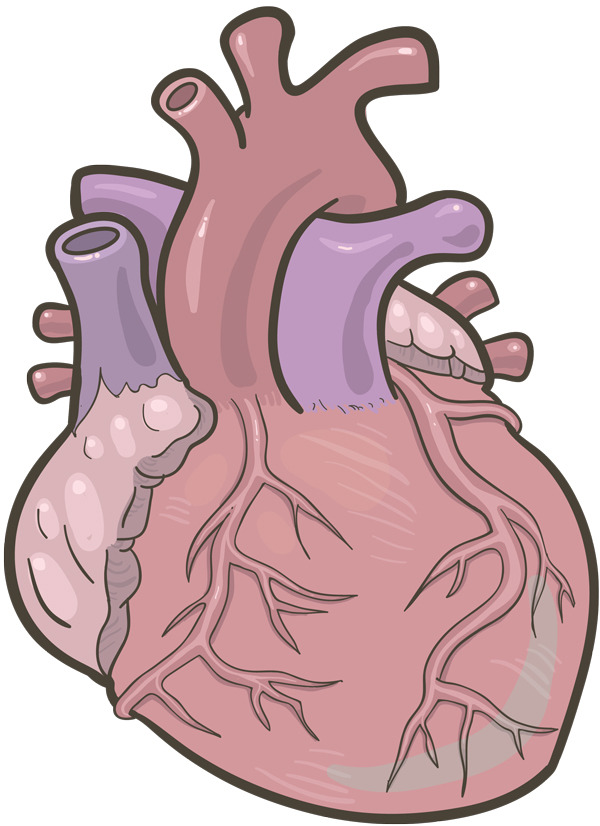 cardio-anatomical-heart-spot. ...