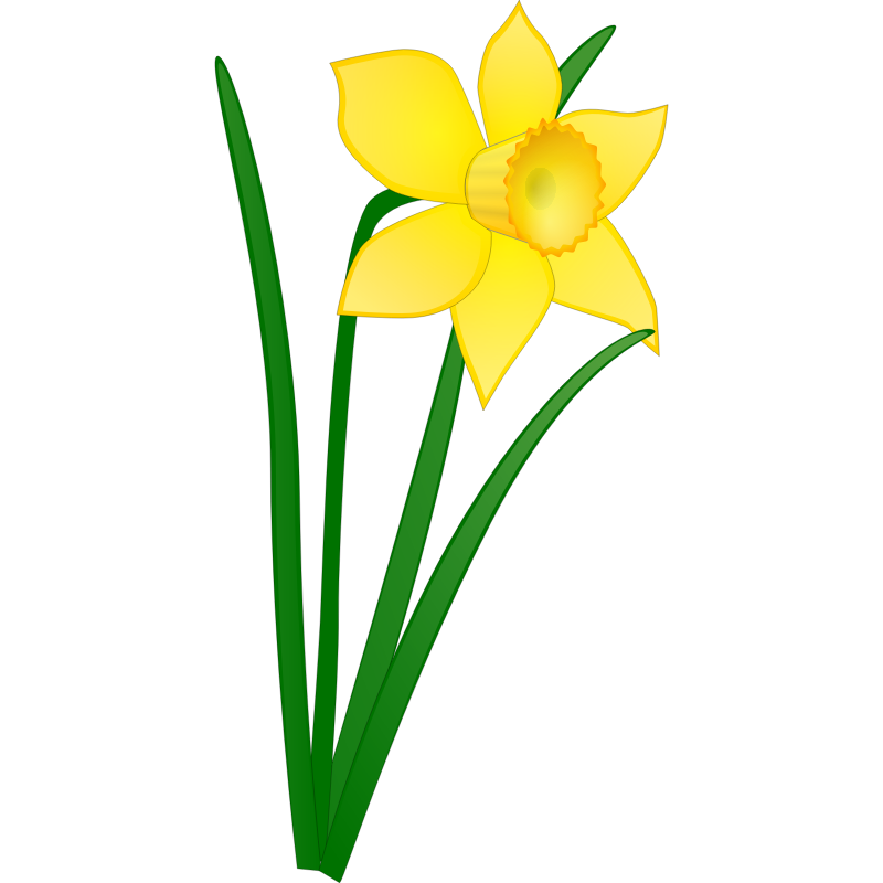 daffodilの意味・定義と関連画像・写真 | 英語辞書 Imagict