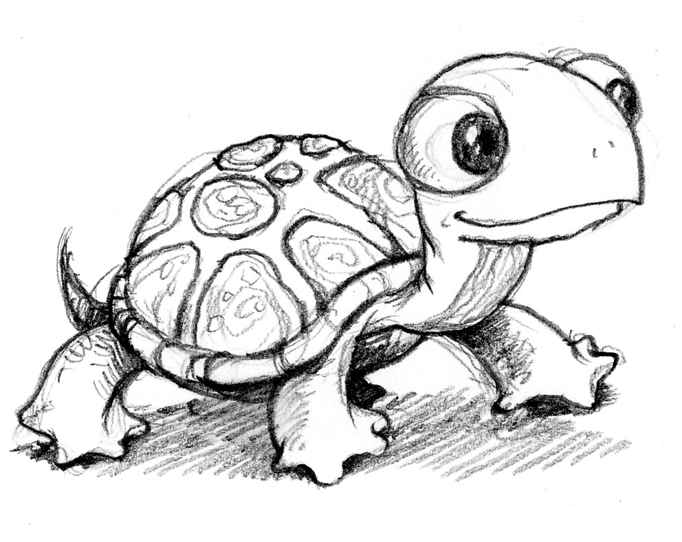 Sea Turtle Drawing