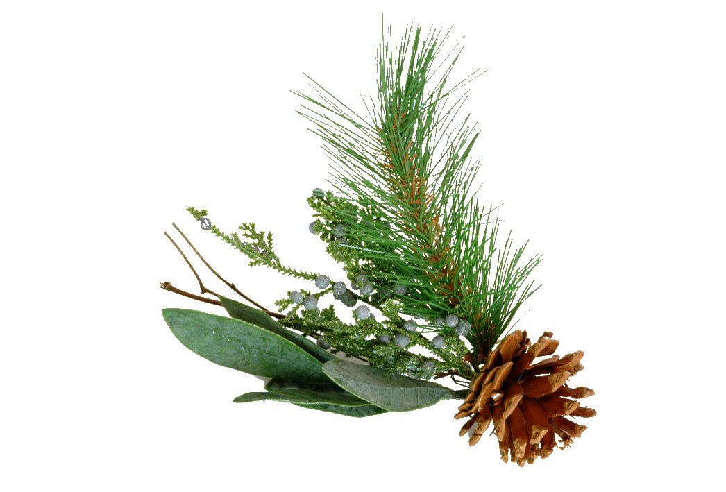 Pine Tree Branch Png Images & Pictures - Becuo