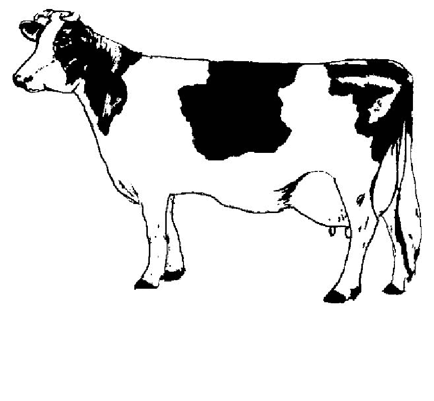 Coloring Pictures Of Cows Widescreen 2 HD Wallpapers | aduphoto.