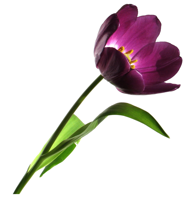 flower clip art png | The Free Images