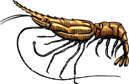 Stock Illustration - A drawing of a spot prawn