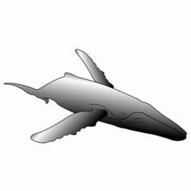 Gray Humpback Whale clip art in bottom view | download Free Animal ...