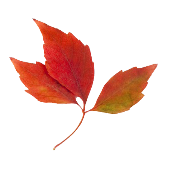 Fall Leaf #3 Clip Art - ClipArt Best - ClipArt Best