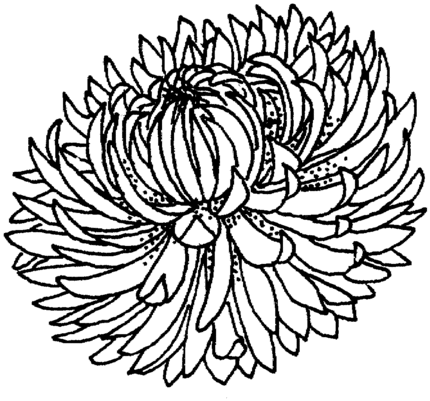 Marigolds Hydrangeas Chrysanthemums | Maria Lombardic