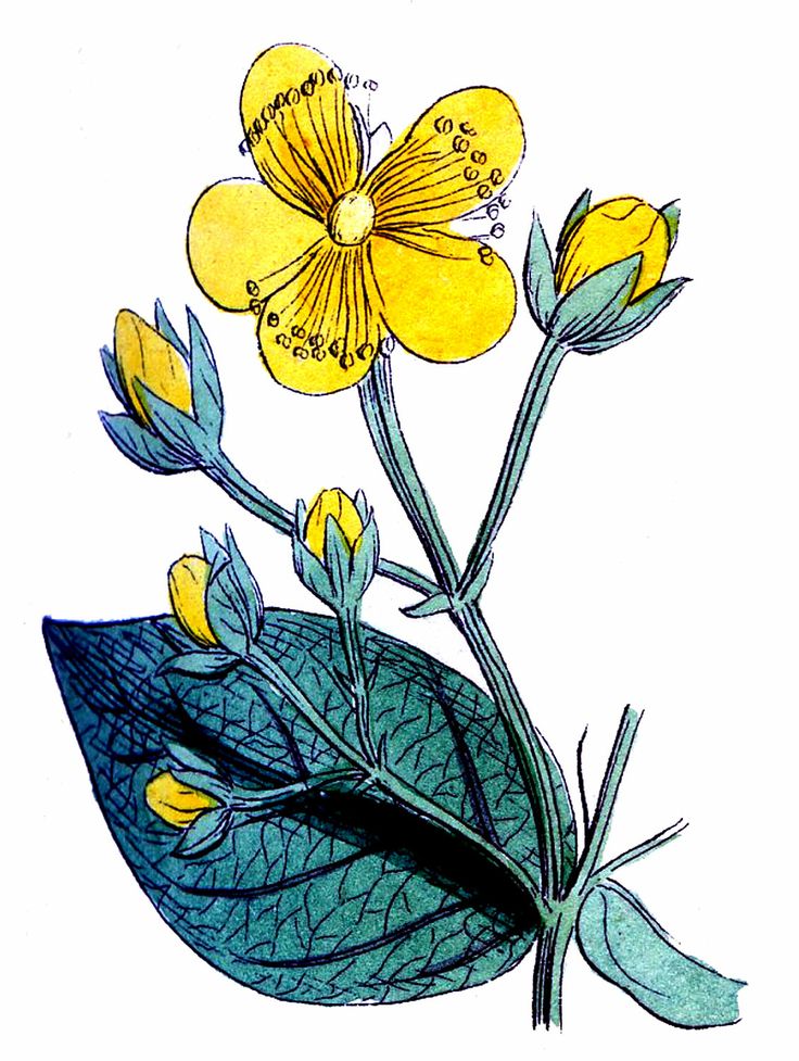 Vintage Botanical Images - Bright Yellow Flowers