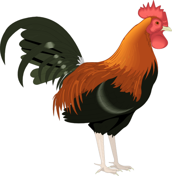 Free to Use & Public Domain Rooster Clip Art