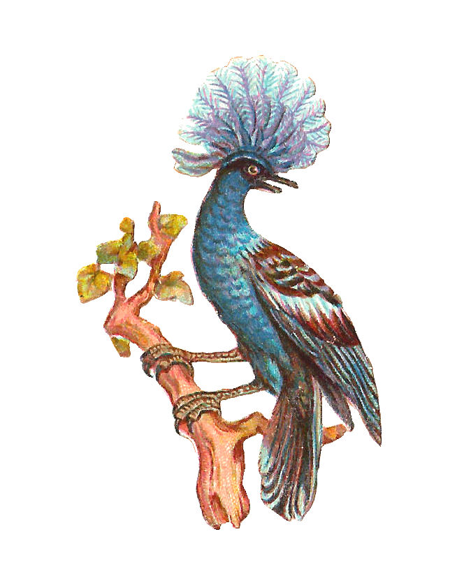 Antique Images: Free Bird Clip Art: Fancy Blue Bird Perched on ...