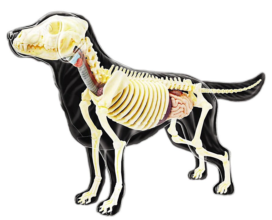 Tedco 4D Vision - Full Skeleton Dog - Free Shipping