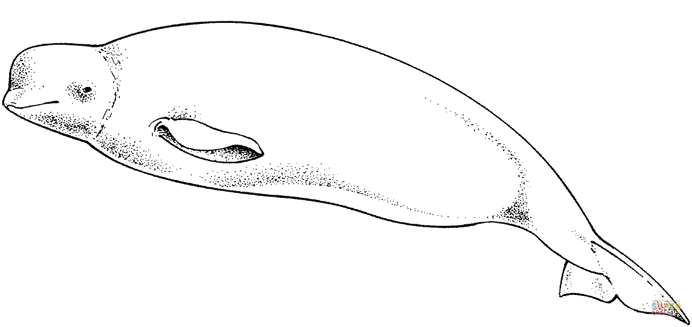 Cute Beluga Whale Coloring page | Free Printable Coloring Pages