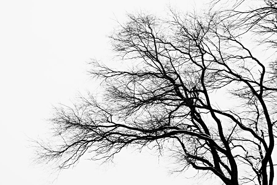 Tree Silhouette - Cliparts.co