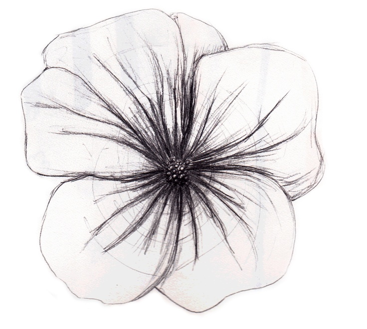 flower sketch by meghan lynch | doodles & projects | Pinterest