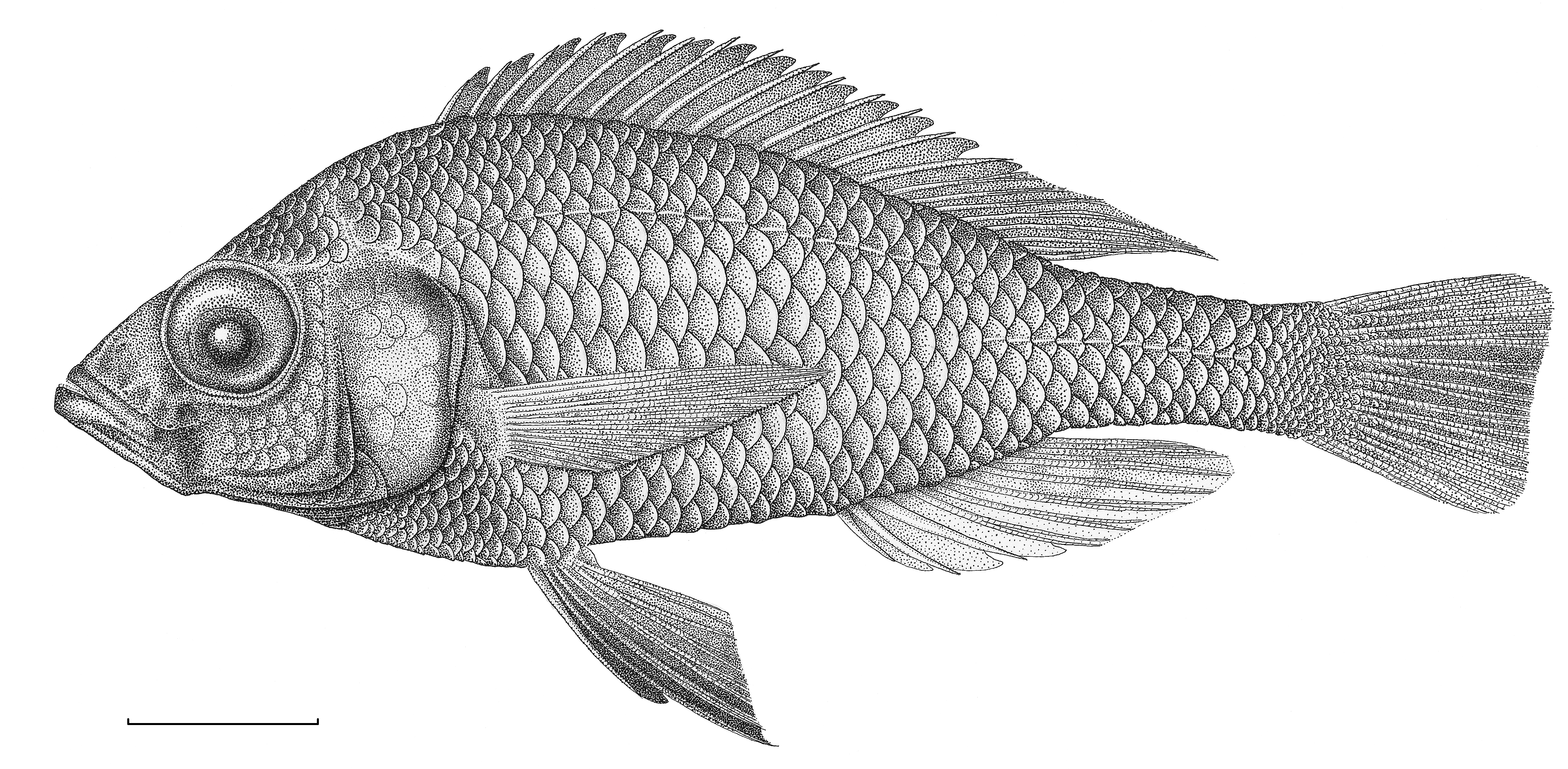 Drawing Of Fish - Cliparts.co