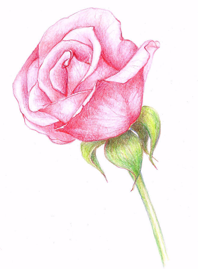 35 Beautiful Flower Drawings and Realistic Color Pencil Drawings