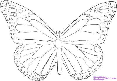 Monarch Butterfly Drawing | Coloring Pages