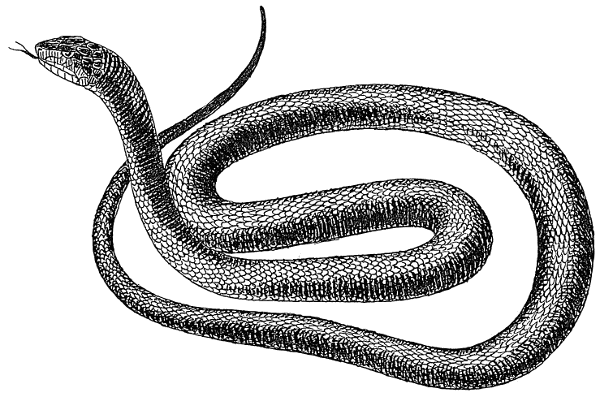 Free Black And White Snake Clipart, 1 Page Of Public Domain Clip Art