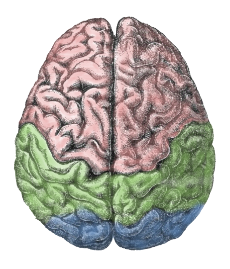 Lateralization of brain function - Wikipedia, the free encyclopedia