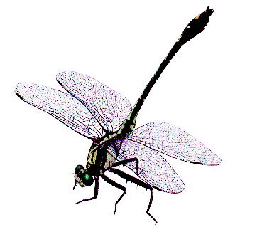 Dragonfly.gif collection page 6