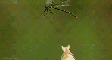 Dragonfly GIFs on Giphy