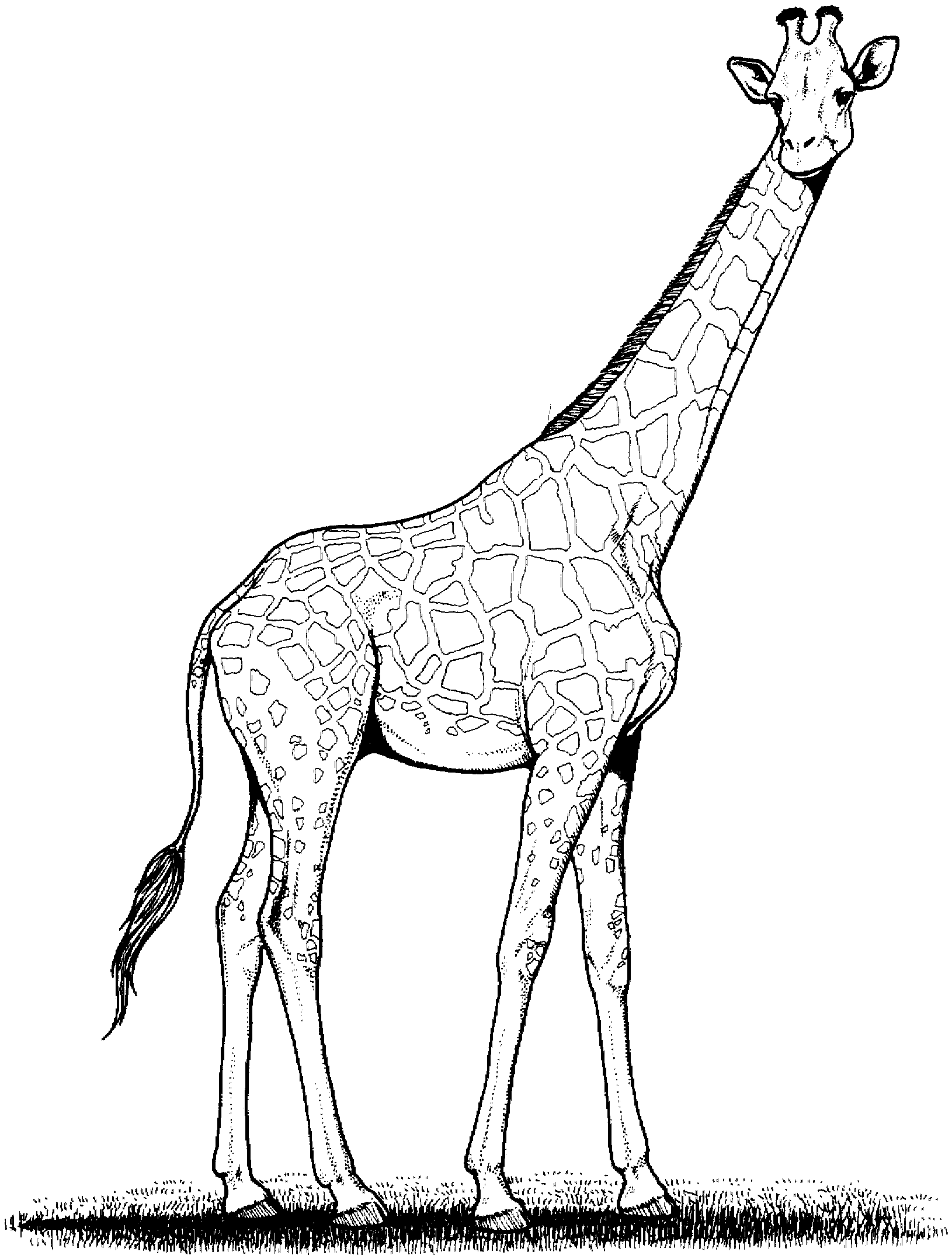 Giraffe To Color - ClipArt Best