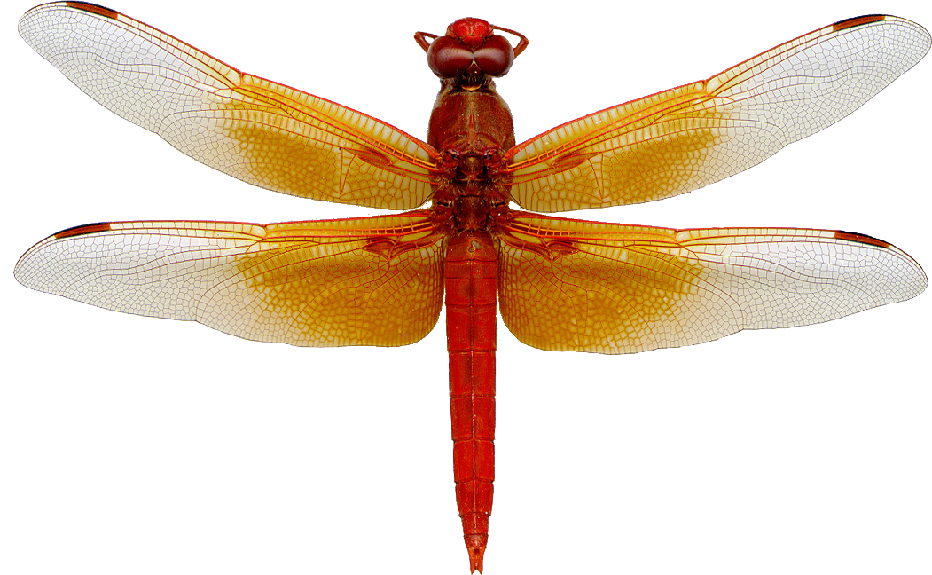 Dragonfly FAQ - What are Flameskimmers?Flameskimmers.com