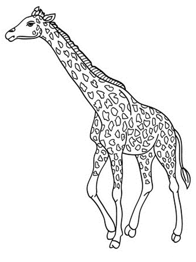 Coloring Pages Giraffe - Drawing Kids