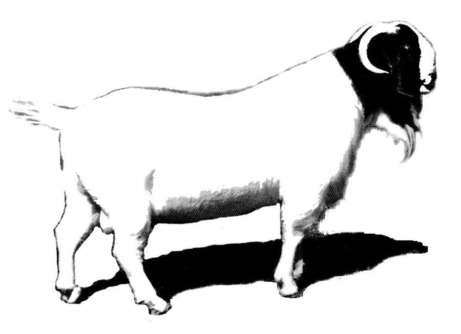 Market Lamb Clip Art Images & Pictures - Becuo