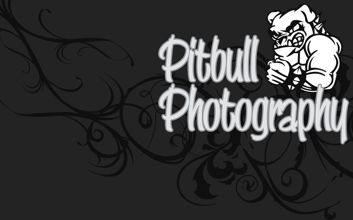 Pitbull Photography by flame-design on DeviantArt