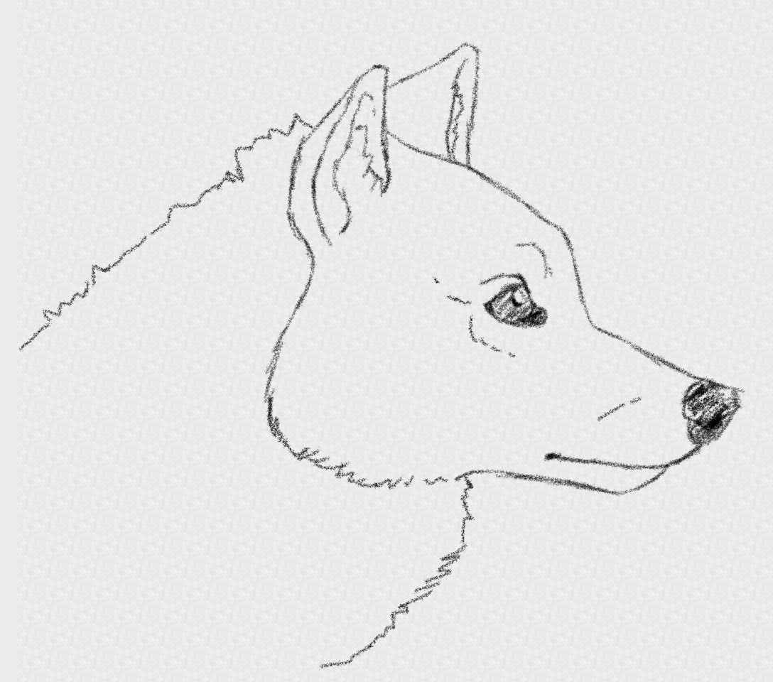 How To Draw An Easy Realistic Wolf Head In Side View