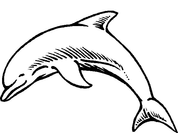 Dolphin Outline Clip Art | Dolphin Coloring Pages | dolphin ...