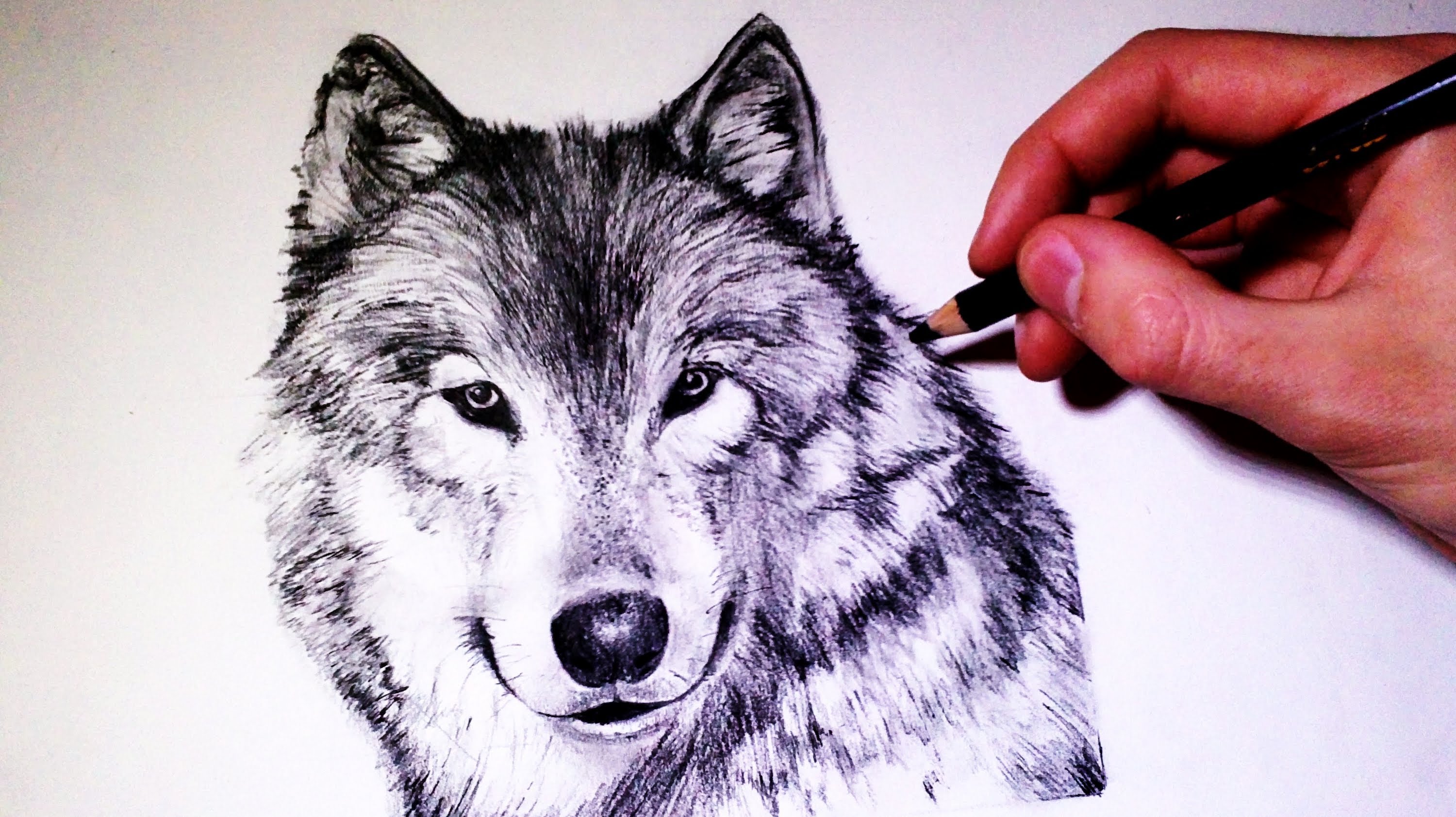 How to draw a realistic Wolf - (Time Lapse) - YouTube