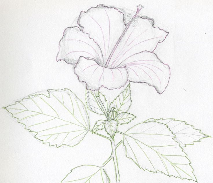 drawings-of-hibiscus-flowers06.jpg (800×689) | ngaio | Pinterest