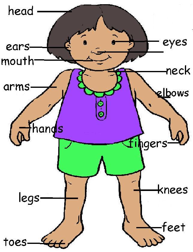 Picture Of Body Parts - Cliparts.co