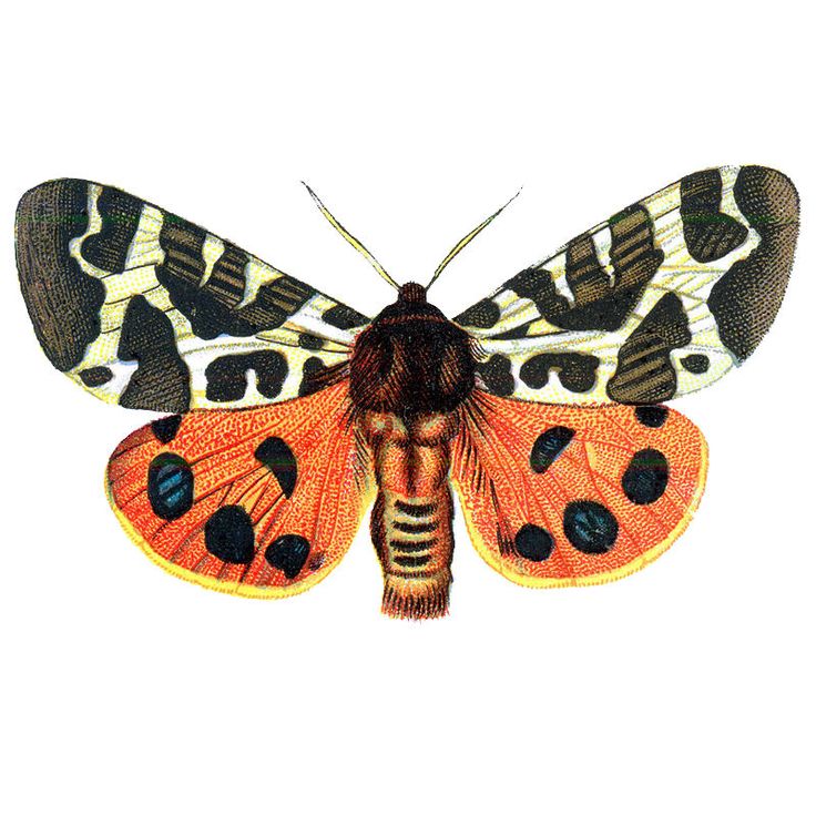 Free Vintage Clip Art - Orange Butterflies for Halloween