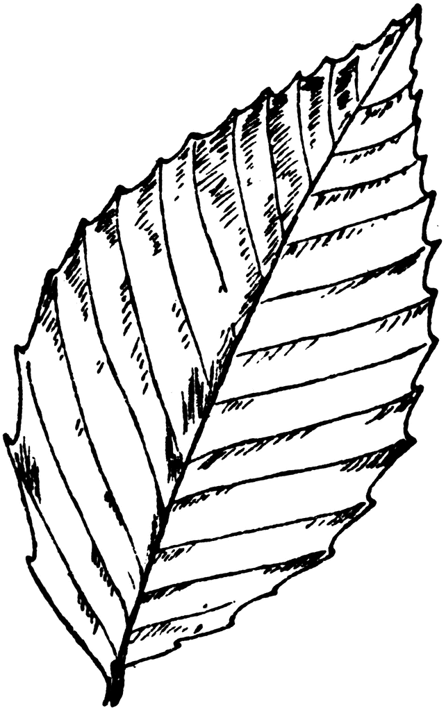 American Beech Leaf | ClipArt ETC