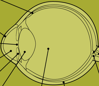 Cow's Eye Dissection - Eye diagram