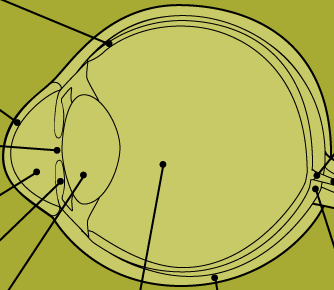 Blank Human Eye Diagram Images & Pictures - Becuo